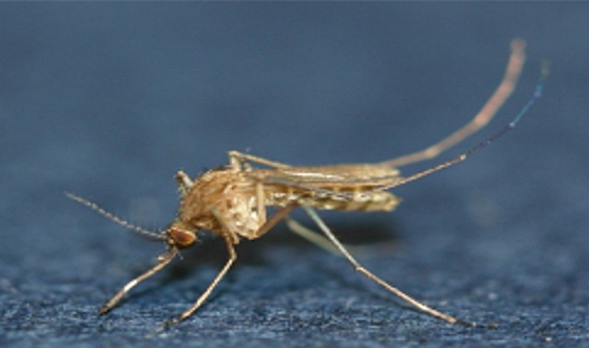 작은빨간집모기.(사진제공=경남도)