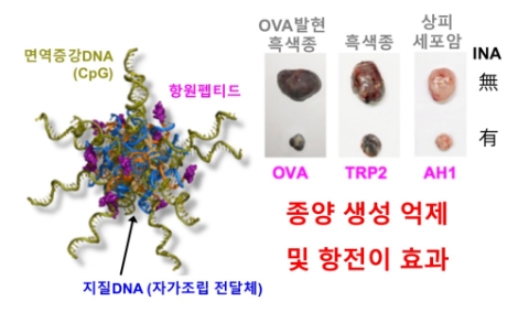 한국연구재단은 부경대학교 곽민석 교수·영남대학교 진준오 교수 연구팀이 우리 몸이 가진 면역세포의 항암능력을 증강시킬 핵산 복합물질을 개발했다고 밝혔다. 사진=한국연구재단