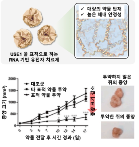 RNA 기반 폐암 특이적 유전자 치료제 후보물질의 동물 모델에서의 효과. 사진=한국연구재단