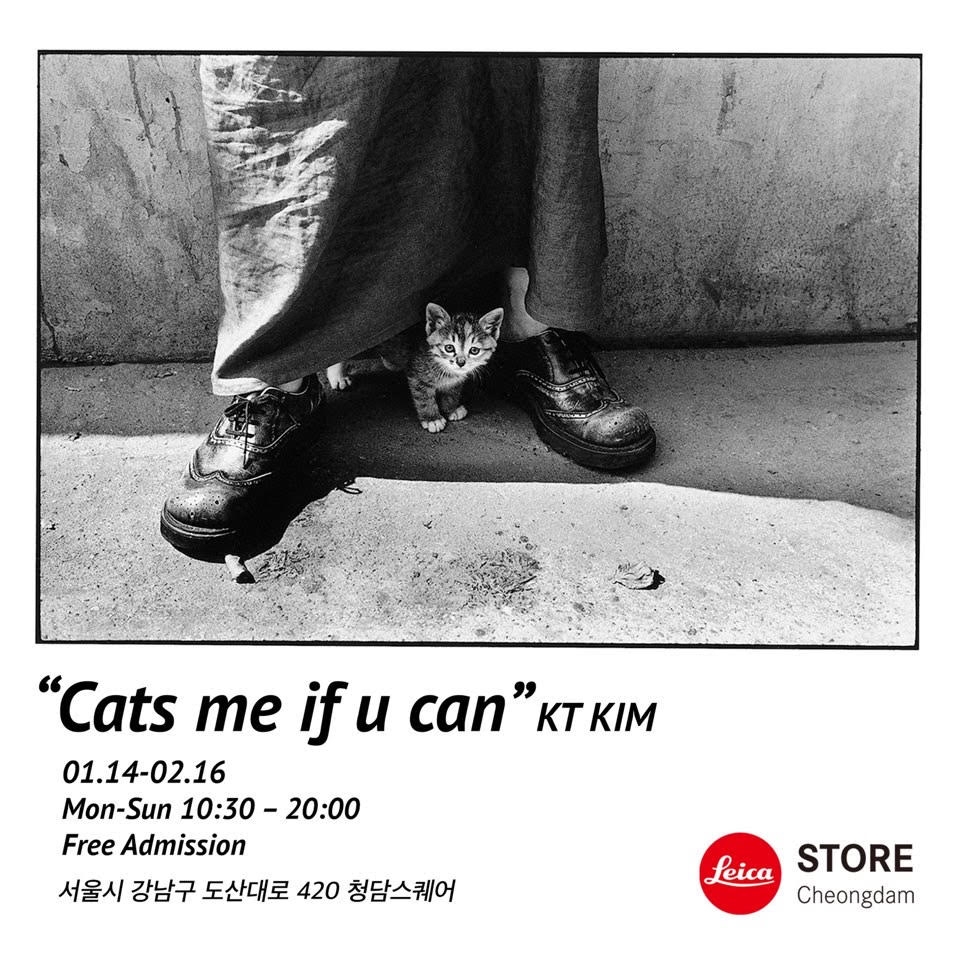 라이카 카메라, 케이티 김 ‘Cats me if u can’ 사진전 진행