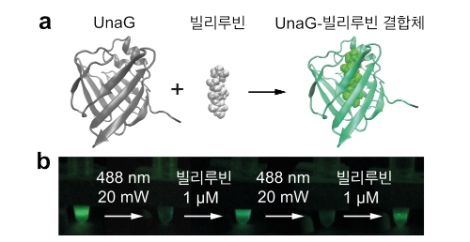 우나지 형광단백질의 구조와 스위칭 반응. 사진=IBS