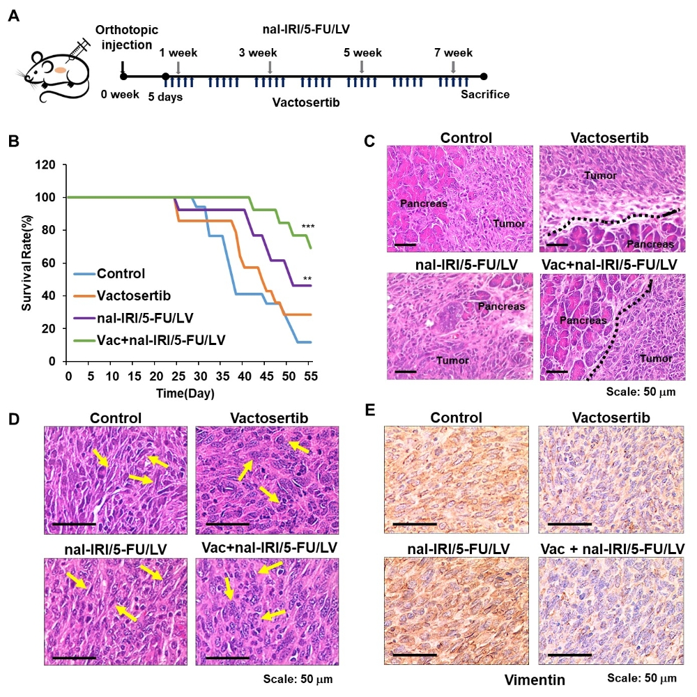 메드팩토, ‘백토서팁’ 췌장암 전임상 결과 논문 발표