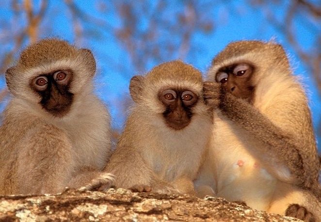 셀리버리, 중증패혈증 치료신약 iCP-NI의 영장류 코로나19 치료효능 평가시험 순항 중