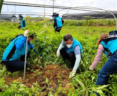 농어촌공사 조익문 상임감사, 나주 배농가서 일손 돕기 나서