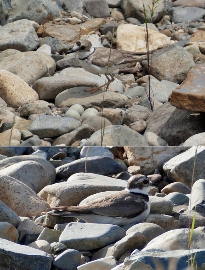 울산 태화강 선바위 일원에서 발견된 멸종위기야생생물II급인 흰목물떼새와 알.(사진제공=울산시)