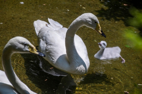 에버랜드 동물원, 천연기념물 큰고니 커플 '늦깎이 부모' 됐다