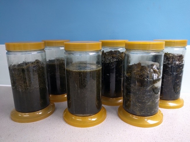 보관중인 미역효소.(사진제공=부산 기장군)