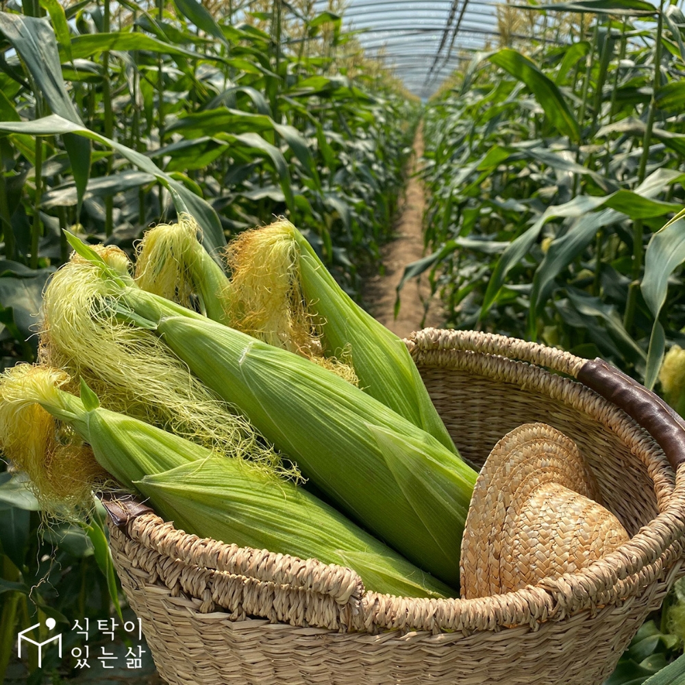 식삶, 초당옥수수 100만개 판매 돌파…지난해 대비 167% 증가