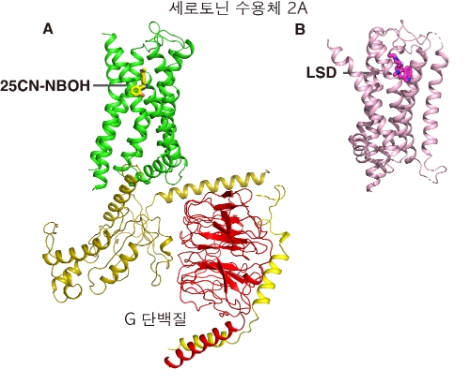 세로토닌 수용체와 환각물질(LSD 그리고 25CN-NBOH)과의 결합구조. 사진=한국연구재단