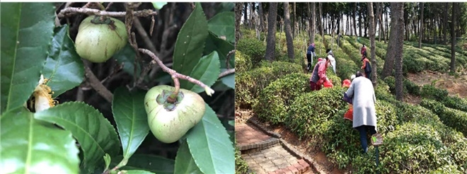 차나무 종자 및 자연학습원 찻잎 따기 체험.(사진제공=부산 기장군)