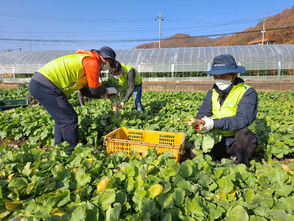 NH농협은행, 금융소비자보호부문 양평군 자매결연마을 일손돕기 실시