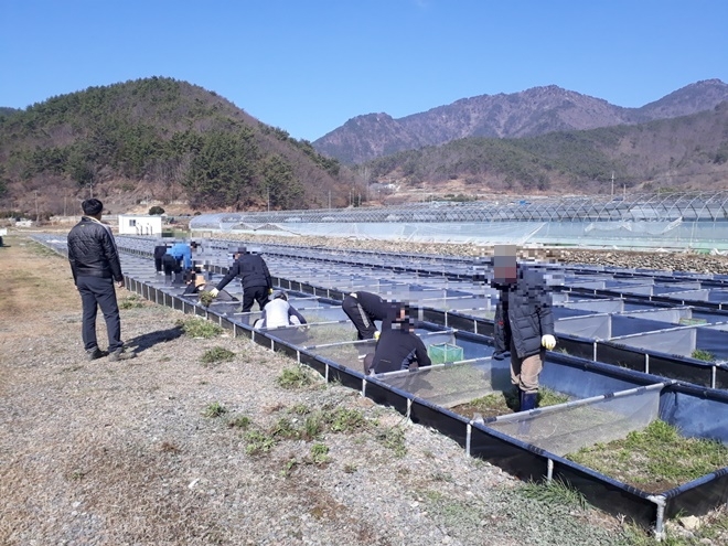 사회봉사명령대상자들이 육묘장을 찾아 잡초제거 등 일손돕기에 나서고 있다. (사진제공=진주준법지원센터)