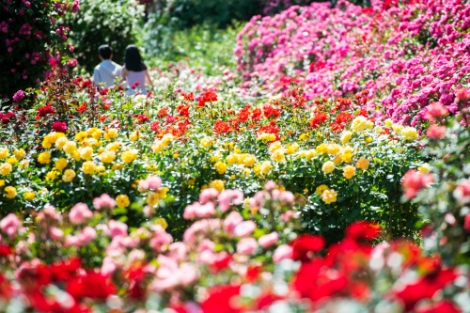 에버랜드, 로즈가든 일대 파리 테마 공간 변신