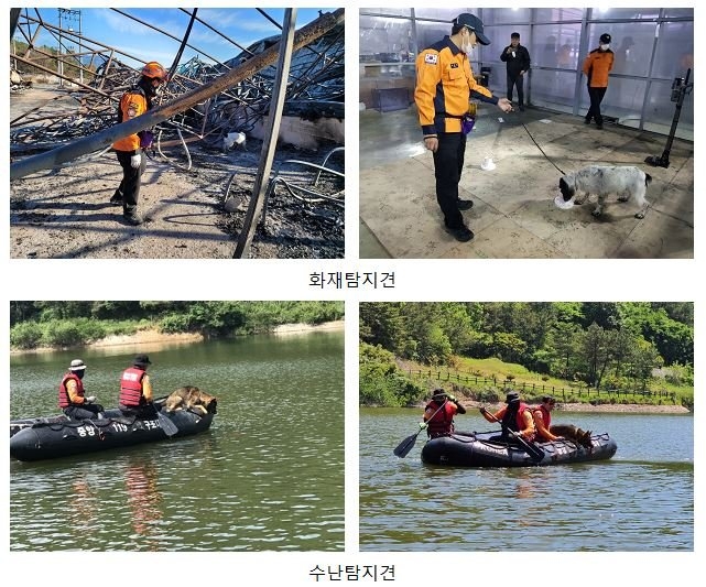 소방청, 인명구조견 명칭 ‘119구조견’ 변경... 활동영역 확대 법안 시행