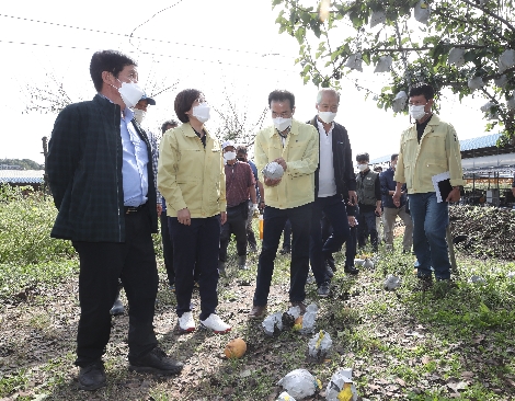 이성희 농협중앙회장(왼쪽 세번째)과 김보라 안성시장(왼쪽 두번째)이 3일 경기 안성시 미양면의 배 농장에서 강풍과 우박 피해로 상품가치가 떨어진 배를 살펴보고 있다. 사진=농협중앙회
