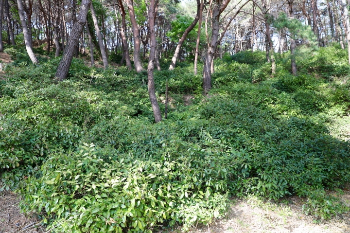 야생차나무 재배단지 전경.(사진제공=부산 기장군)