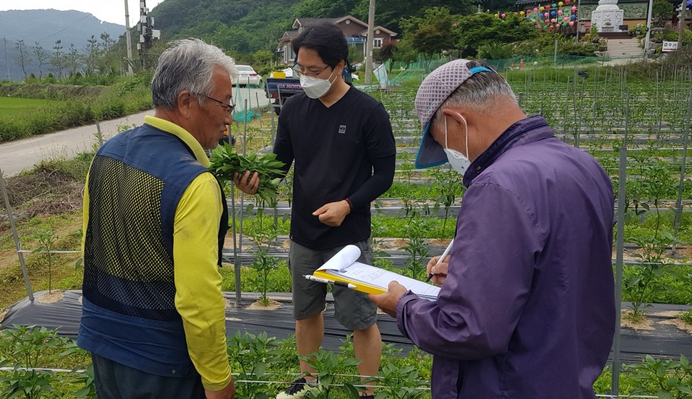 노지 고추 재배농가 컨설팅 현장