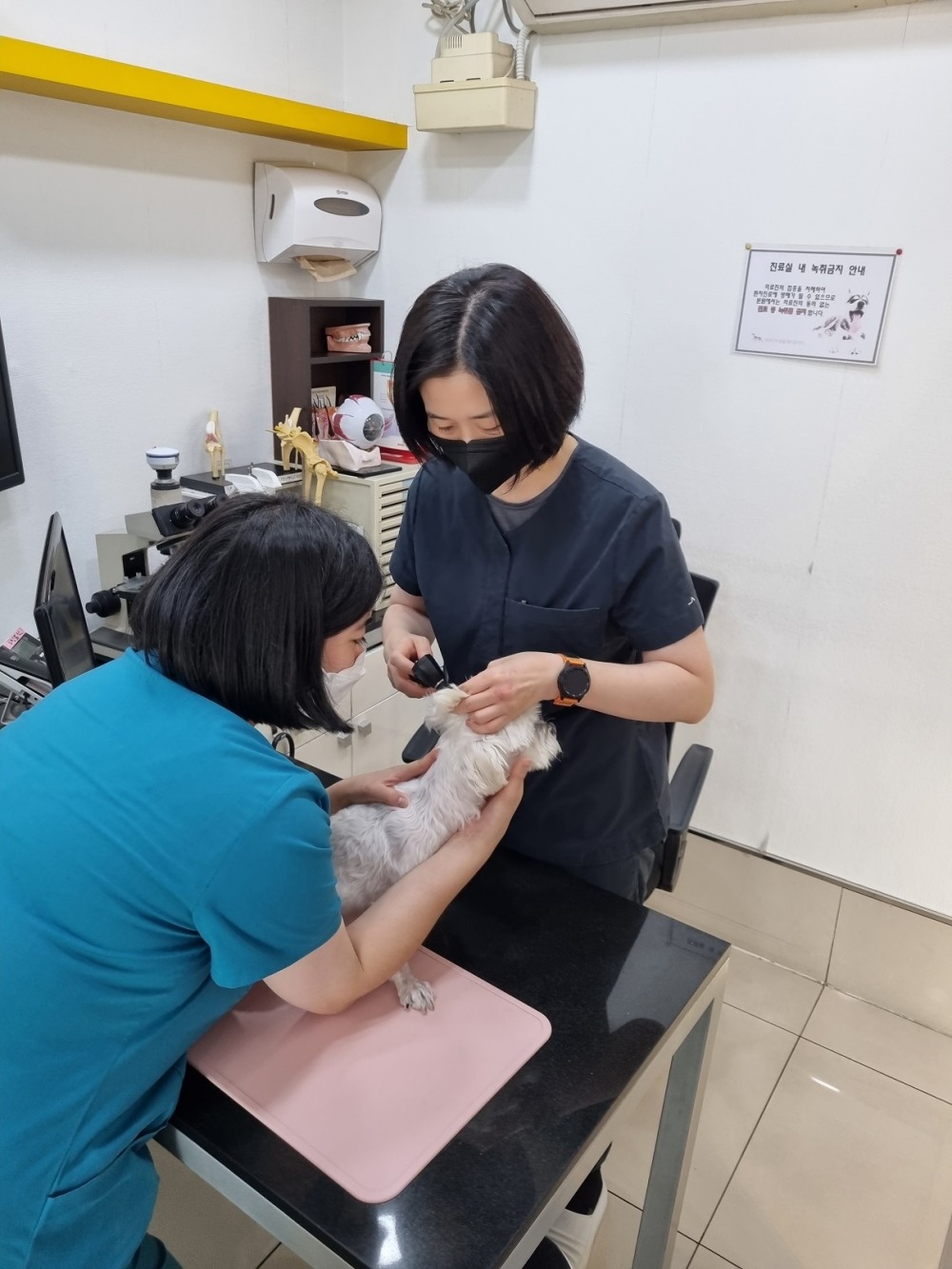 강서구, ‘우리동네 동물병원’ 사업 확대 실시