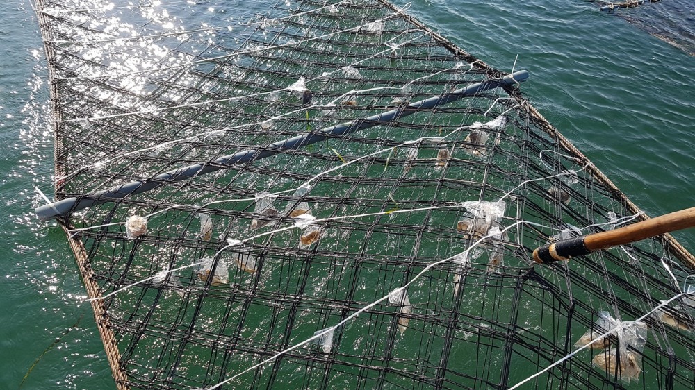 경기도, 경기바다 특화 김 양식 재배 시험연구 추진