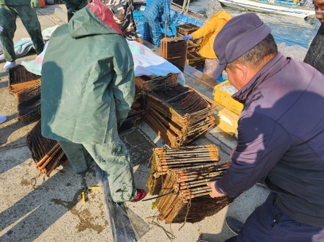 기장군 수산자원연구센터에서 연구성과물 미역종자 600틀을 어업 현장에 배분하고 있다.(사진제공=부산 기장군)