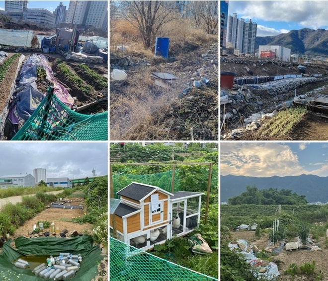 양산캠퍼스 내 무단경작지 모습.(사진제공=부산대)