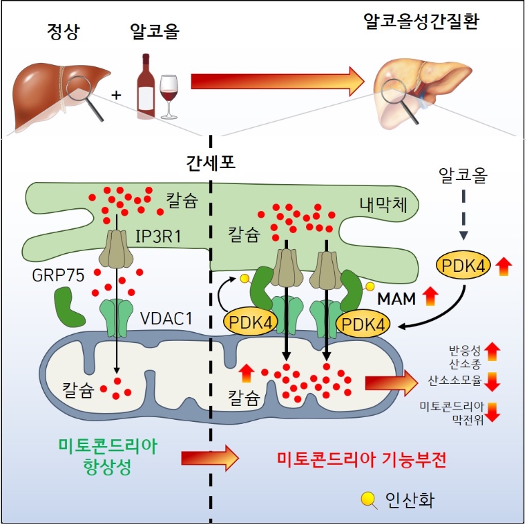 알코올성 간질환에서 PDK4 매개 내막체-미토콘드리아 접촉부위에서의 칼슘 채널링 복합체 형성이 미토콘드리아 기능 장애를 촉진한다. 사진=한국연구재단