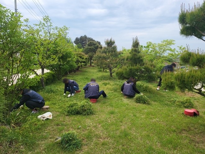 제초작업에 임하고 있는 사회봉사대상자들.(사진제공=정읍보호관찰소)