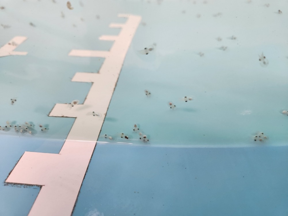 부화한 어린 주꾸미