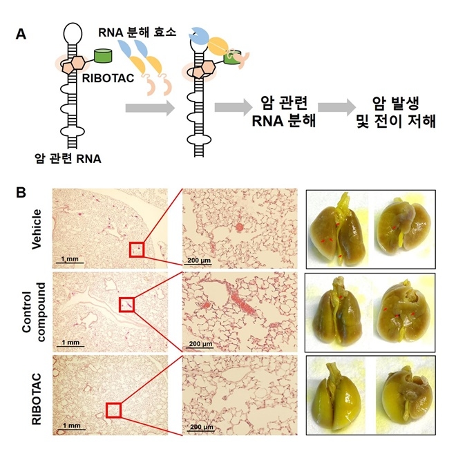 암 관련 RNA 생체내 RNA 분해 시스템을 이용하여 분해하는 기술.a. 개발된 기술을 이용해 암 발생 RNA를 분해하는 모식도. b. 개발된 RNA 분해 화합물(RIBOTAC)이 동물 실험에서 암 전이를 감소시키는 것을 확인한 사진. 전이된 암세포(빨간색 화살표)가 RIBOTAC 처리한 쥐의 경우 보이지 않는 것을 확인함. (제공=부산대)