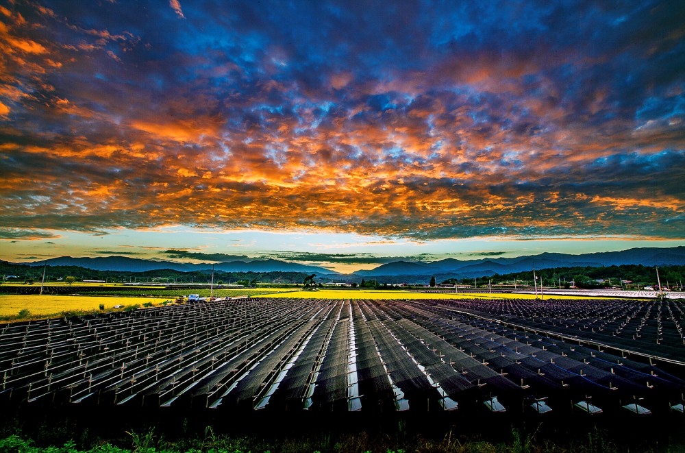 영주의 인삼밭.(사진=영주시)