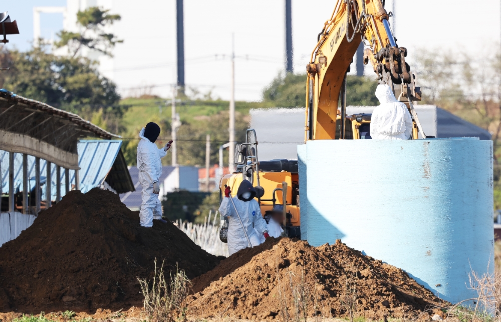 농가에서 감염된 소를 살처분 준비 작업하는 모습. 사진=연합뉴스
