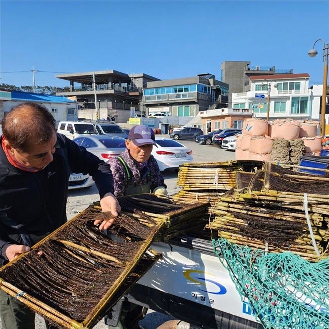 수산자원연구센터에서 자체 생산한 미역 종자를 어업인에게 배부하고 있다.(사진제공=부산 기장군)