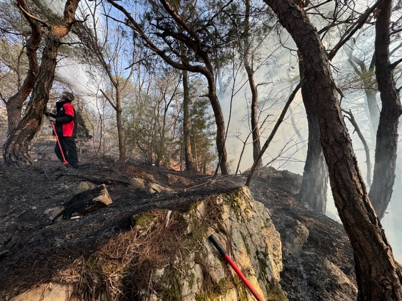 (사진제공 =산림청)