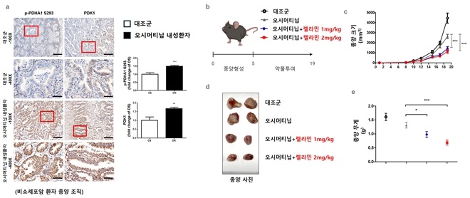 폐암 연구 이미지.(제공=부산대)