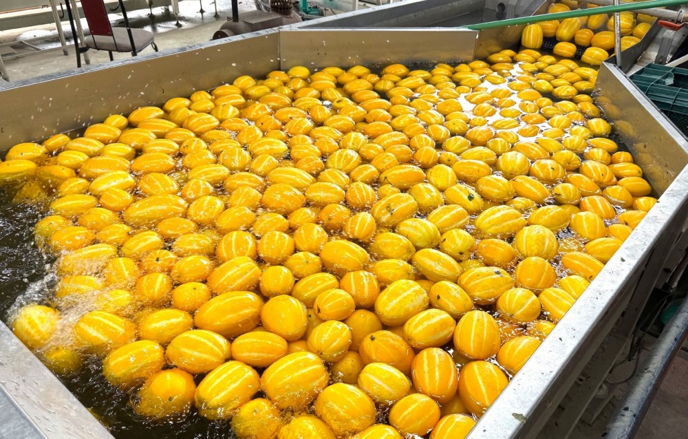 사랑의전화복지재단,프로젝트로 성주 참외 212박스 지원 이미지.(사진= 사랑의전화 복지재단)