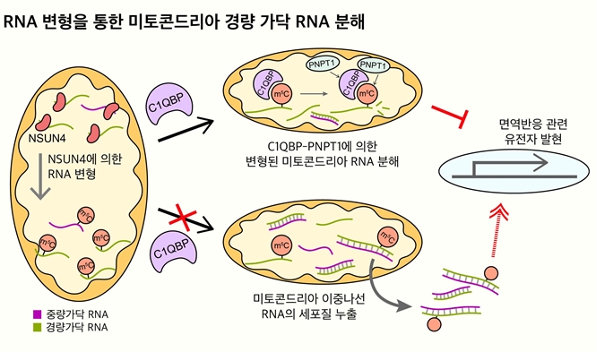미토콘드리아 RNA 변형을 통한 경량 가닥 RNA의 선택적 조절 기전 모식도. 사진=KAIST