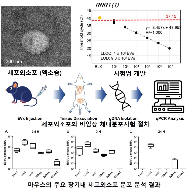 세포외소포의 비임상 생체 내 분포 평가. 사진=한국연구재단