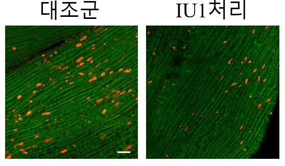 IU1 약물 처리 시 초파리 근육 내 잠재독성단백질체 감소. 사진=한국연구재단