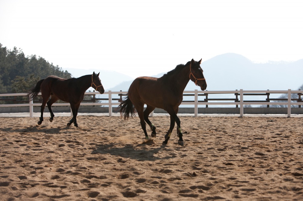 ‘양평 골든쌔들 승마클럽’ 전경. (사진= 골든쌔들)