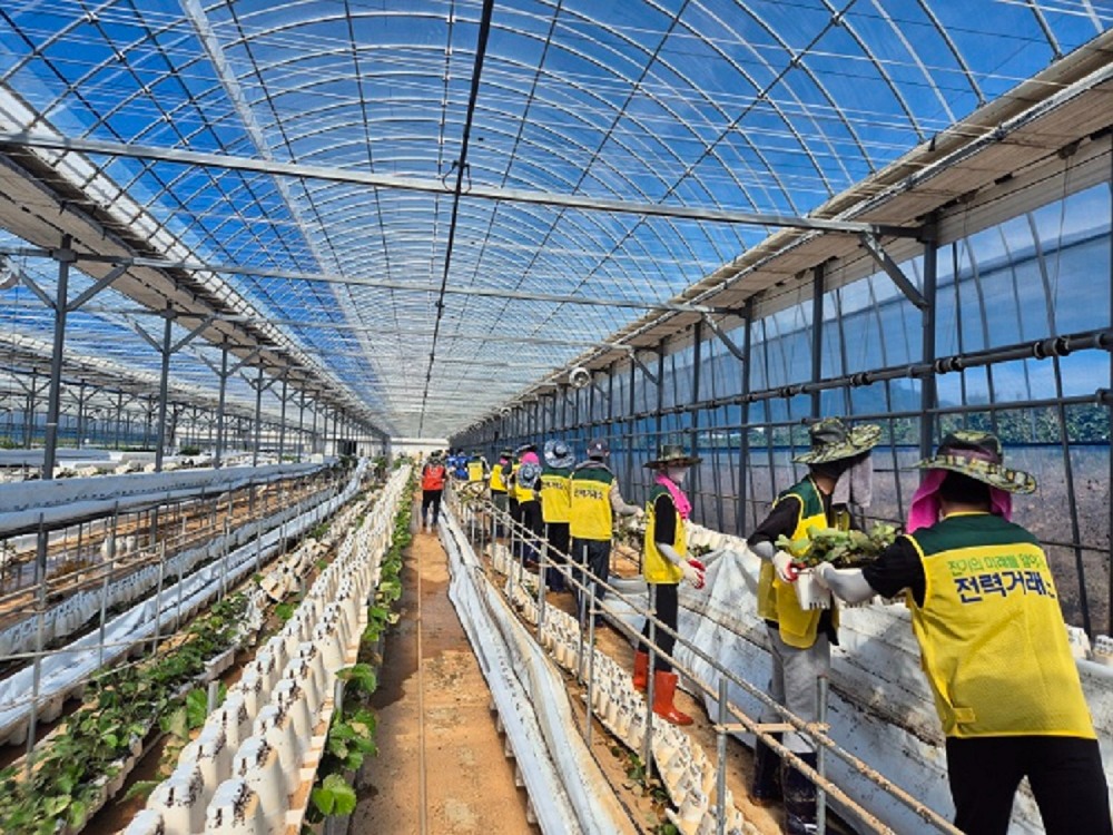 영암군 침수 피해 농가 복구 전경. (사진=전력거래소)