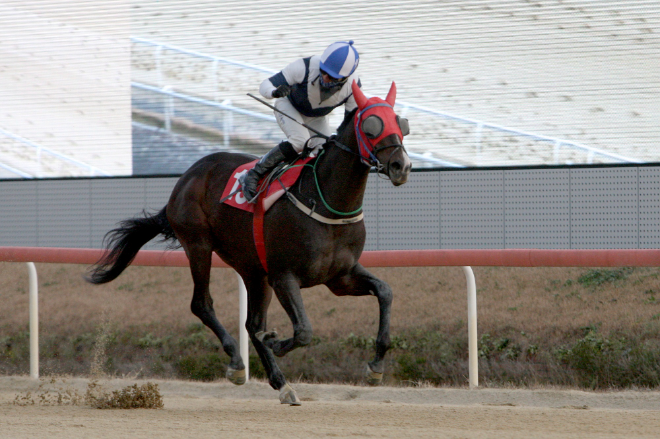 최강 국산마 왕좌의 주인공을 가린다...제20회 대통령배 대상경주 개막