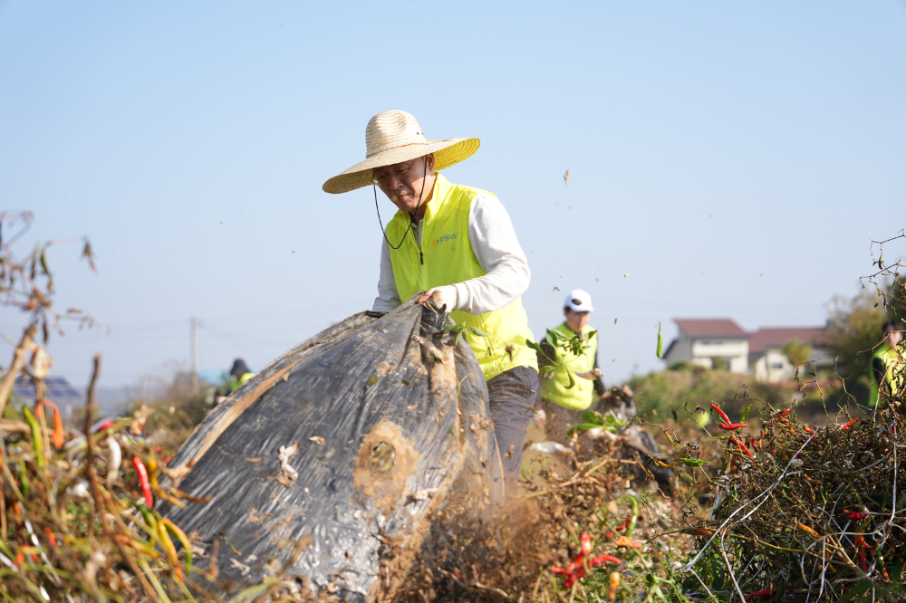 30일 경기도 파주시 고추농가에서 이석용 농협은행장이 일손돕기를 하고 있다. 사진=NH농협은행