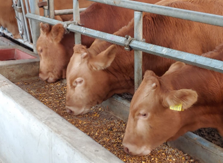 유자골 고흥 한우 전국 최고품질 입증