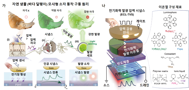 자연 생물 모사형 전기화학발광 압력 시냅스 (ECL-TVS) 개념도. 사진=한국연구재단