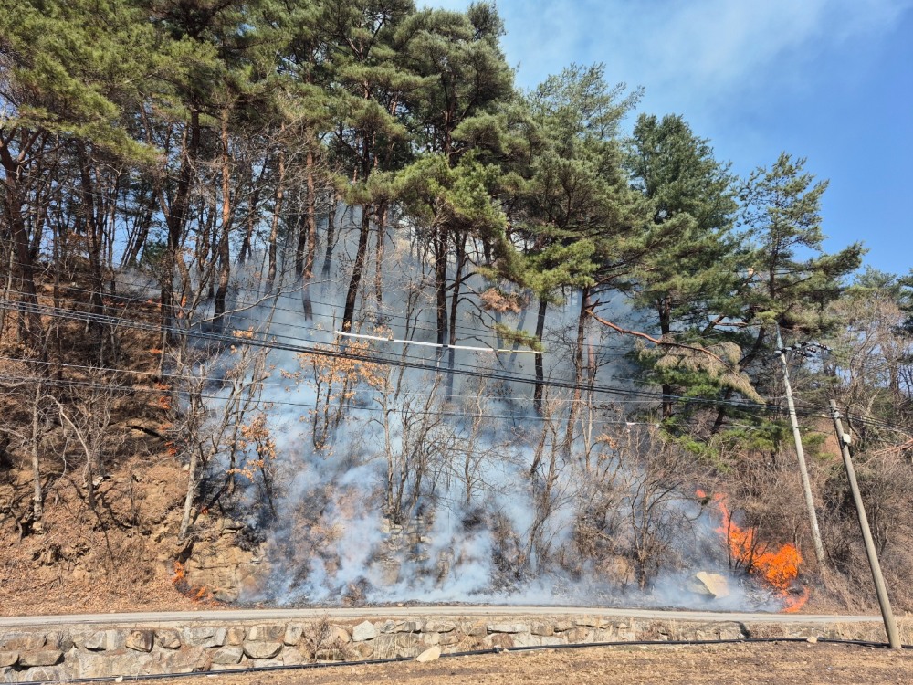 (사진제공=산림청)