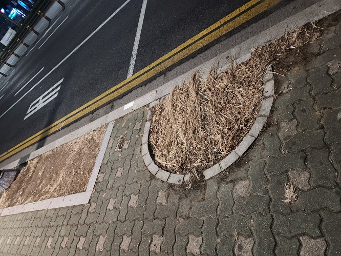 인천 부평구의 굴포천역 8번 출구 옆 롯데마트 삼산점 건물인 대덕리치아노(산산동 465-1) 빌딩 인근의 가로수가 송두리째 뽑혀 있지만 오랫동안 방치돼 볼썽사나운 자리