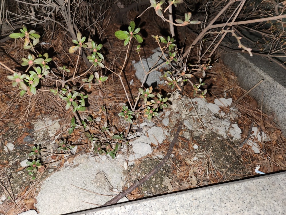 인천 부평구, 행정관리 포기인가 모르쇠인가