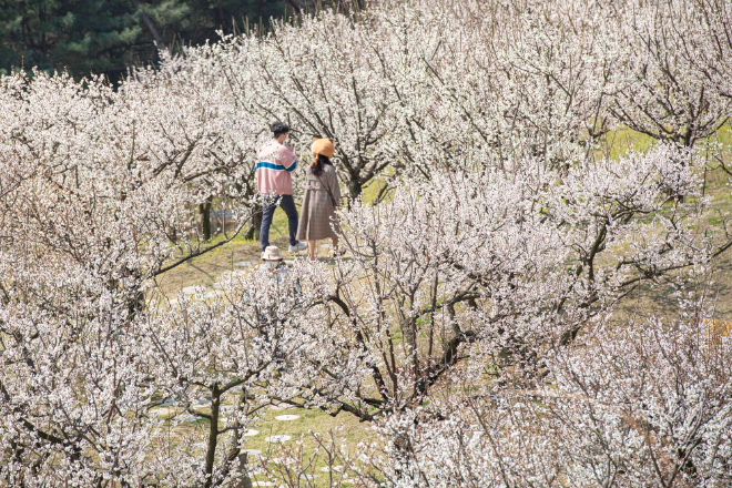 에버랜드, 매화·벚꽃·튤립 등 봄꽃 만발..."이번 주말 벚꽃 절정"