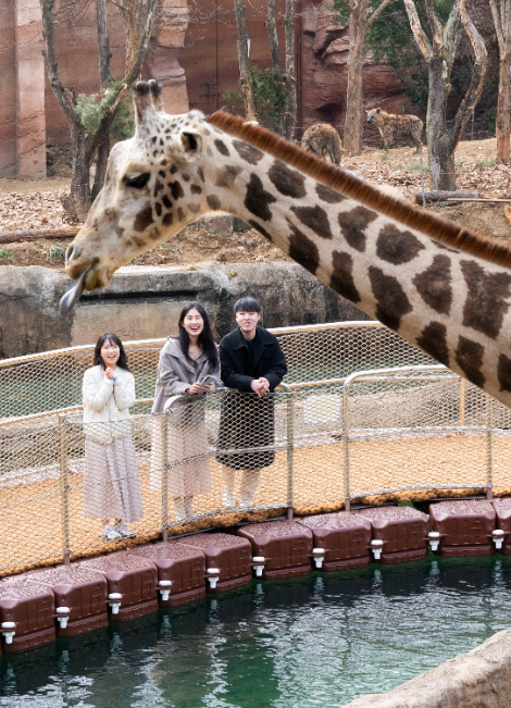 에버랜드, 봄맞이 신규 시설 리버 트레일·라이온즈 팝업 '화제'