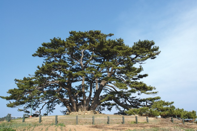 2025년 올해의 나무로 선정된 죽성리 곰솔.(사진제공=부산 기장군)